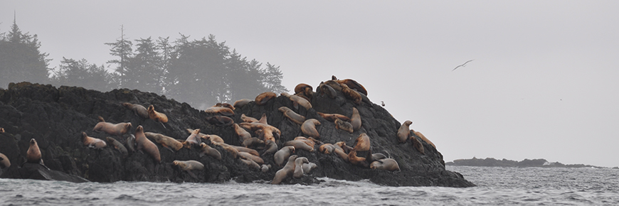 Sea Lions on point