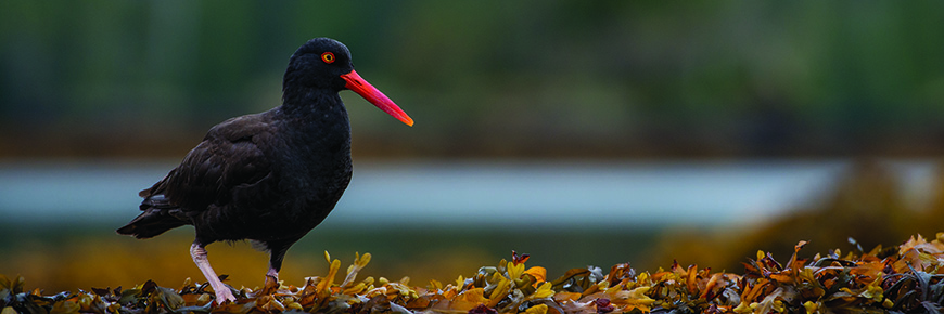 Oyster Catcher in the intertidal
