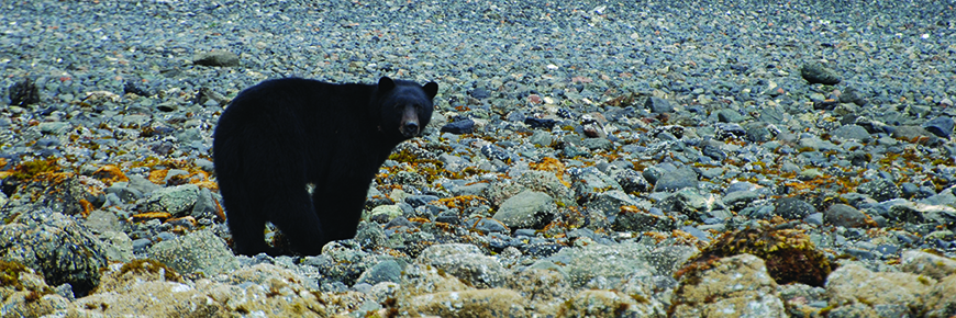 Ours noir dans la zone intertidale