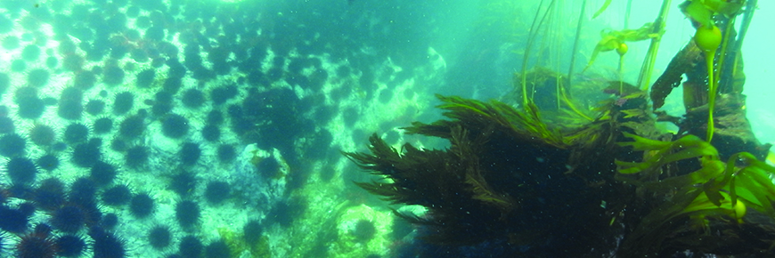 the underwater kelp forests
