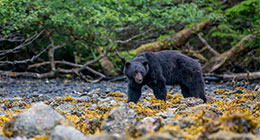 ours noir dans la zone intertidale - black bear in the intertidal zone
