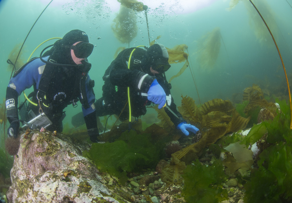 Two divers swim in a kelp forest
