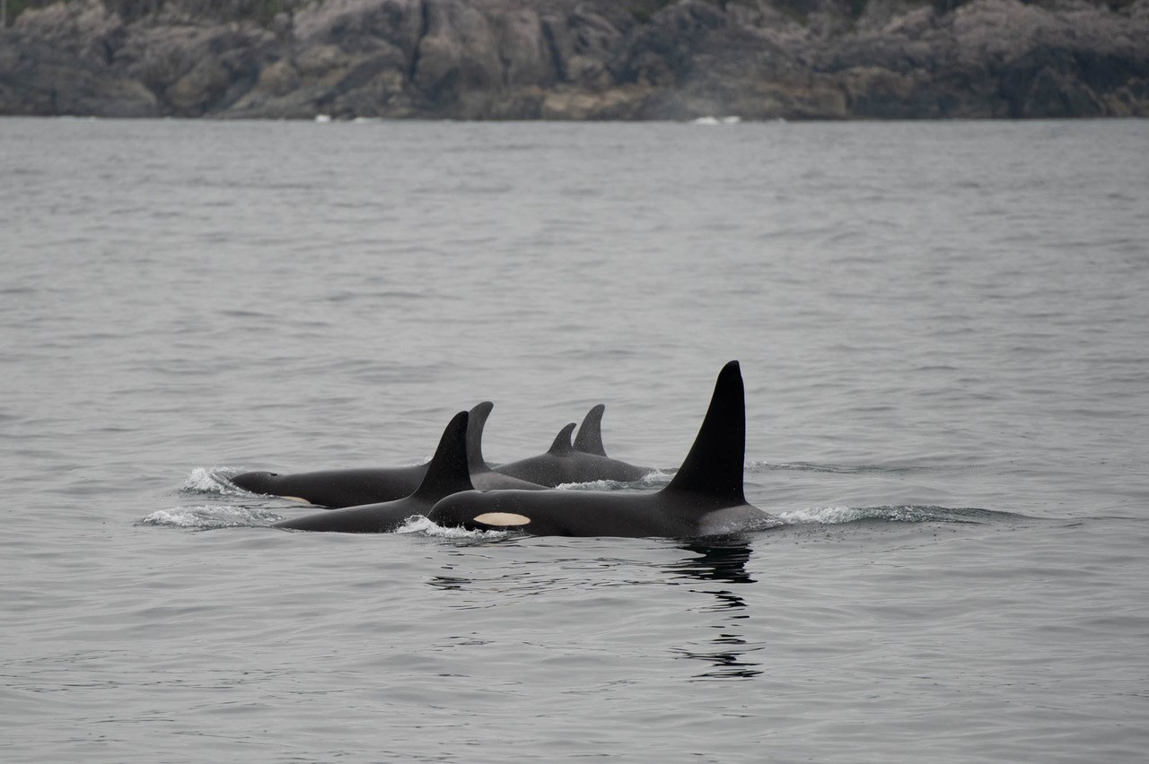 A pod of 5 orca swimming through the waters of Gwaii Haanas