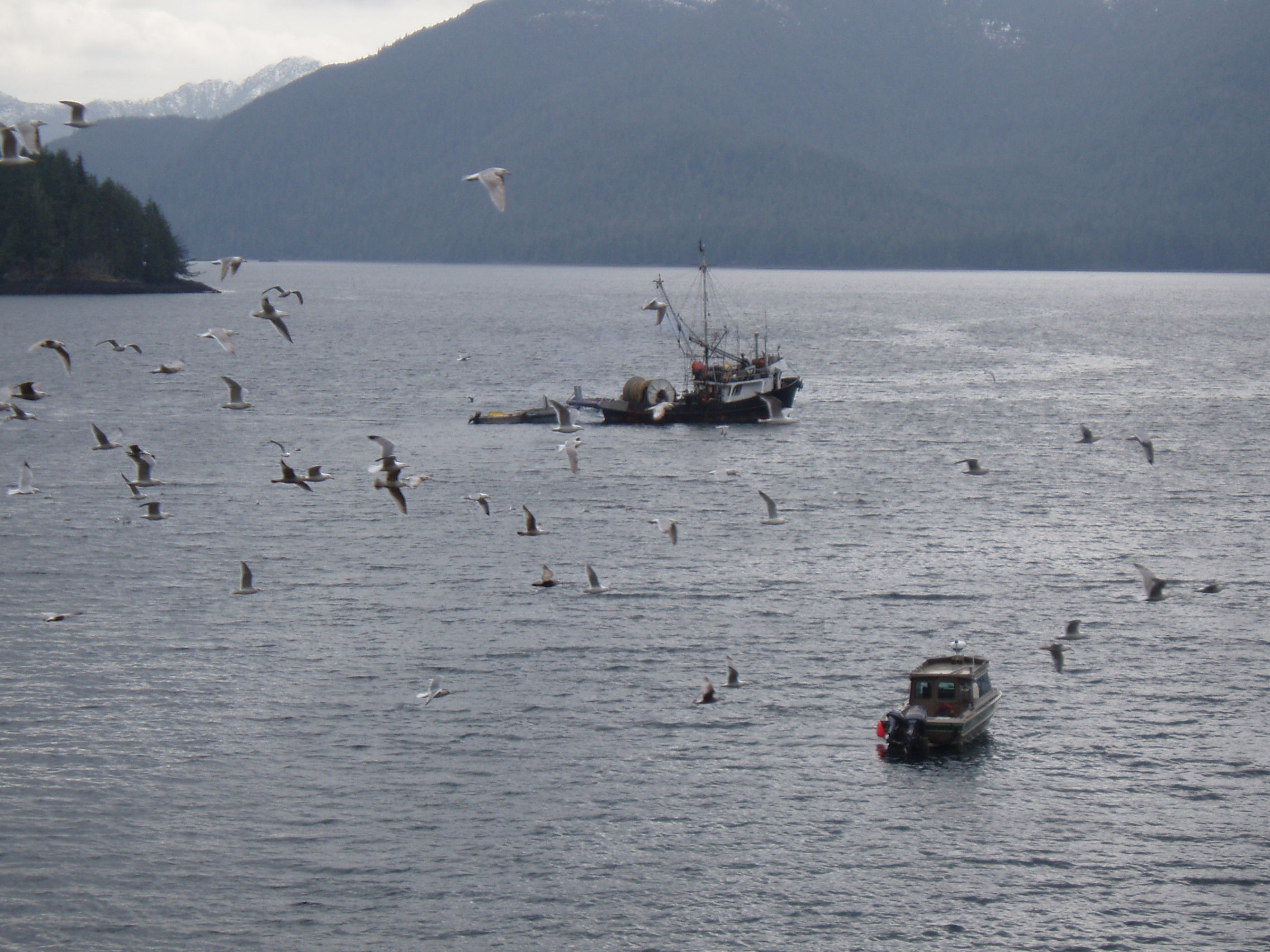 Two boats on the water, a flock of seagulls swarms