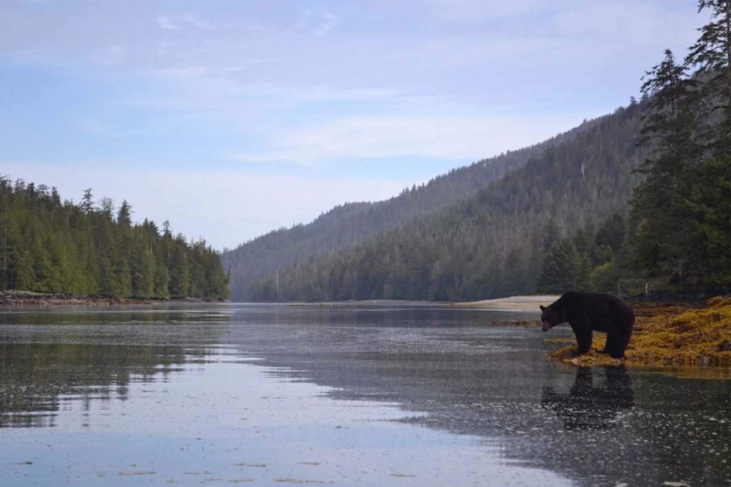 A black bear stands at the waters edge at low tide