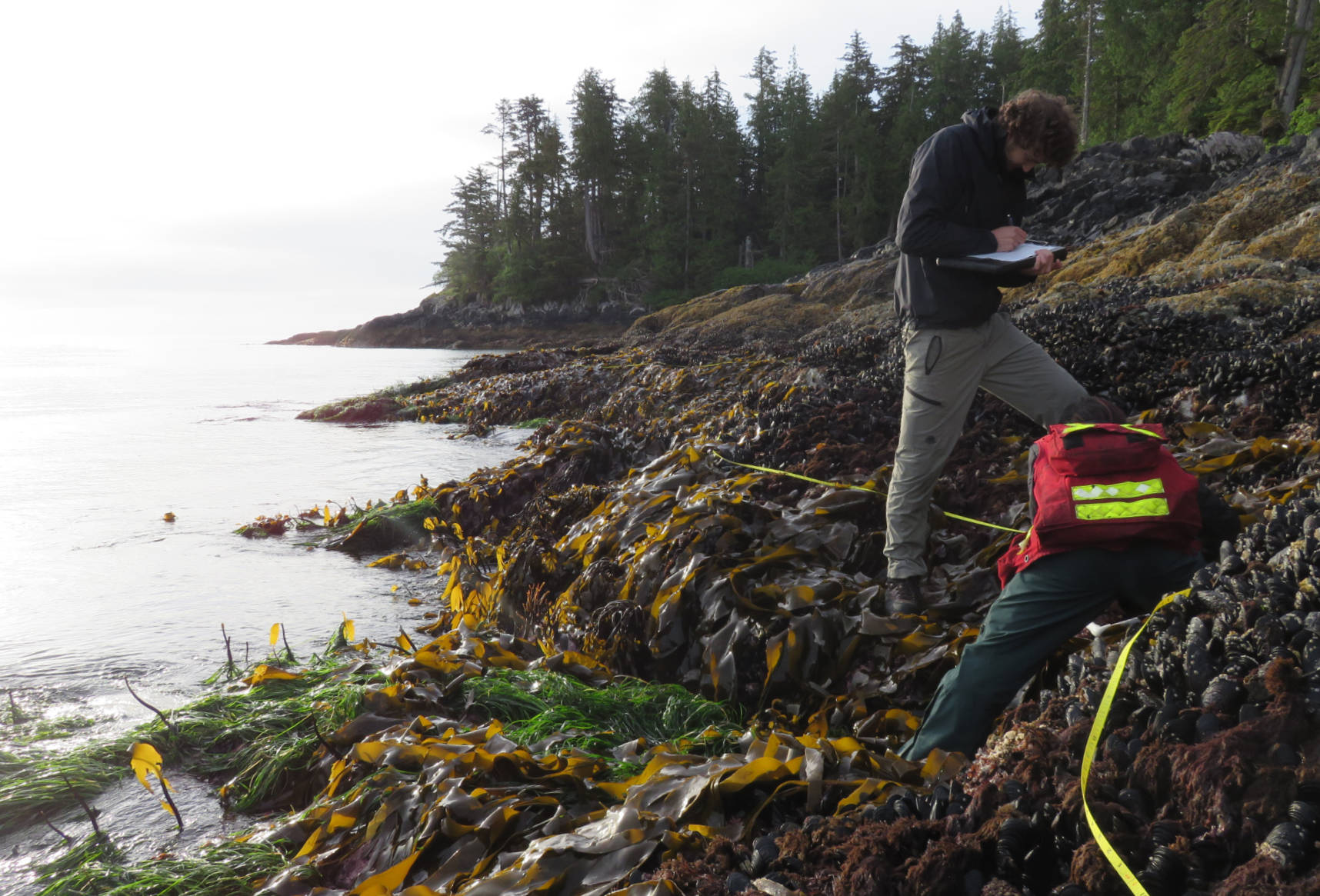 two employees monitor eelgrass and kelp