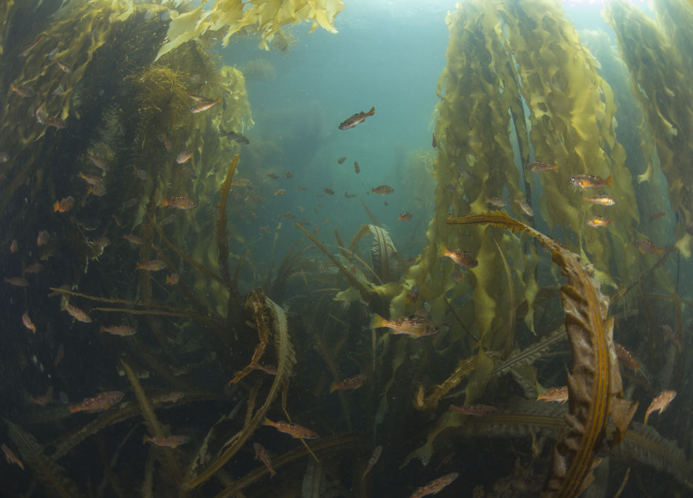 Underwater photo of numerous fish swimming amongst kelp bed