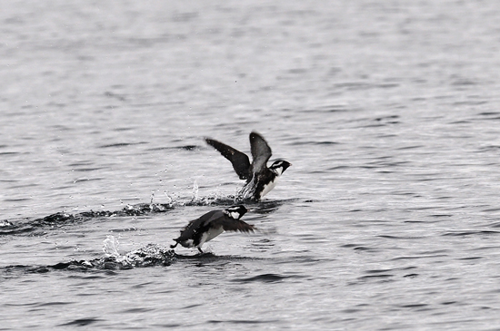 ancient murrelets on the water
