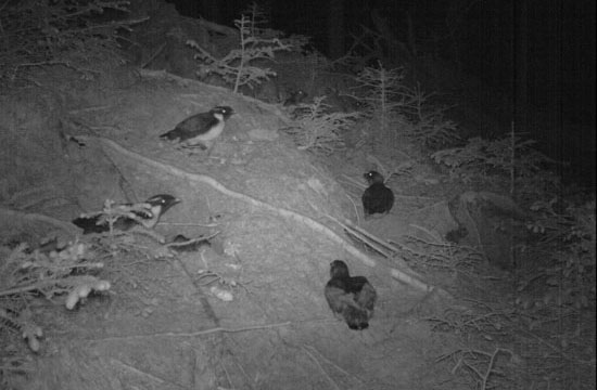 Dans les îles dépourvues de rats, les appareils photo actionnés par le mouvement ont révélé la présence de plusieurs espèces différentes d’oiseaux de mer.