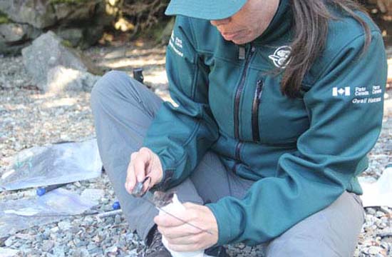 Pour surveiller les résultats de leurs travaux, les employés de Parcs Canada ont posé des colliers émetteurs à des rats sur l’île.
