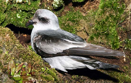 Fork-tailed storm petrels
