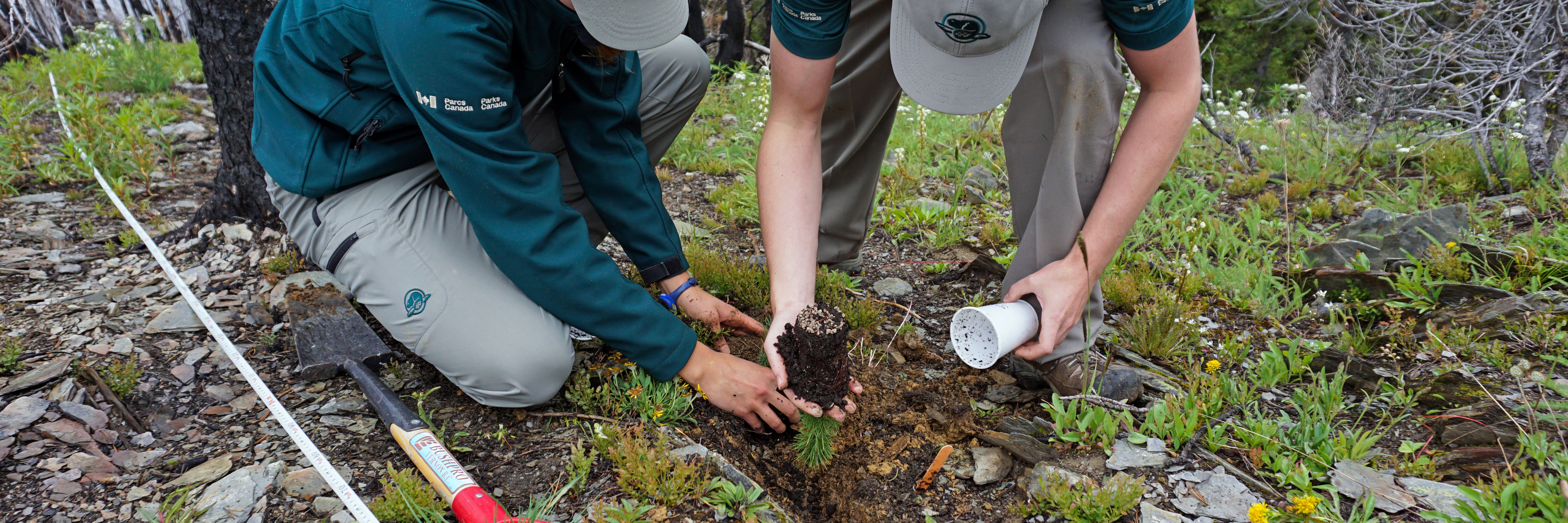 Une équipe de Parcs Canada en train de planter un semis de pin à écorce blanche
