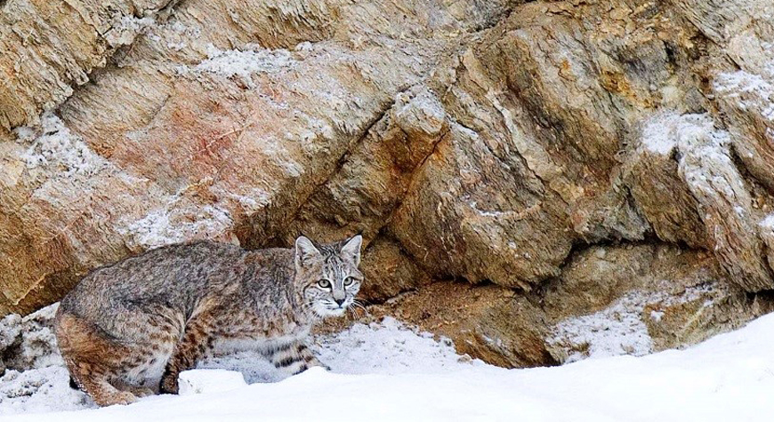 bobcat crouching in snow in front of cliff