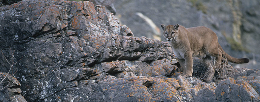 Adult cougar standing on a rocky slope