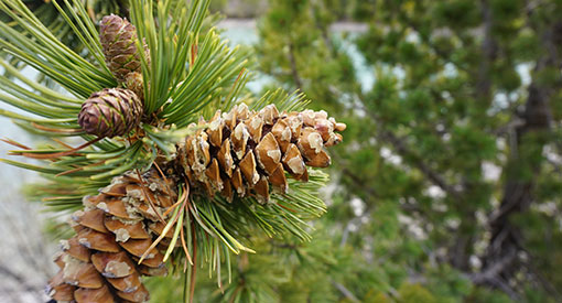 Four limber pine cones on a branch