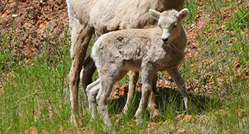 Bighorn lamb standing on grass next to ewe