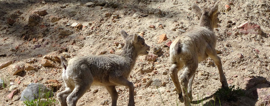 Two bighorn lambs on a dirt slope