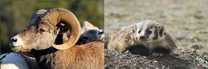 Left image: Bighorn sheep ram standing in front of ewe. Right image: American badger emerging from den.