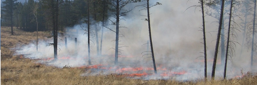 Dried grasses burning under open forest of mature Douglas fir trees