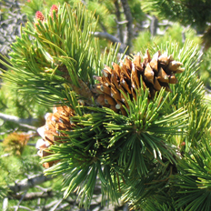 limber pine cones
