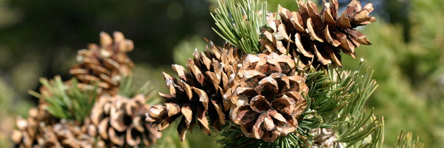 Limber pine cones