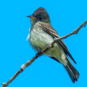 olive-sided flycatcher