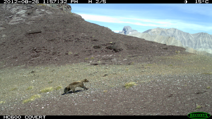 remote camera image of wolverine walking over a mountain pass