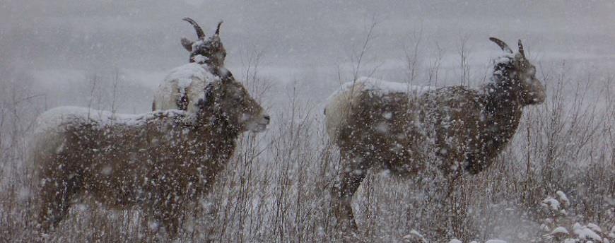 Three bighorn ewes in a snowstorm in the Redstreak grasslands