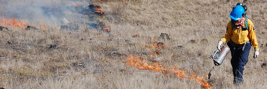 Firefighting using a hand-held drip torch to ignite a grass fire in the restoration area