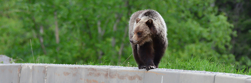 Grizzly bear walking on a jersey barrier