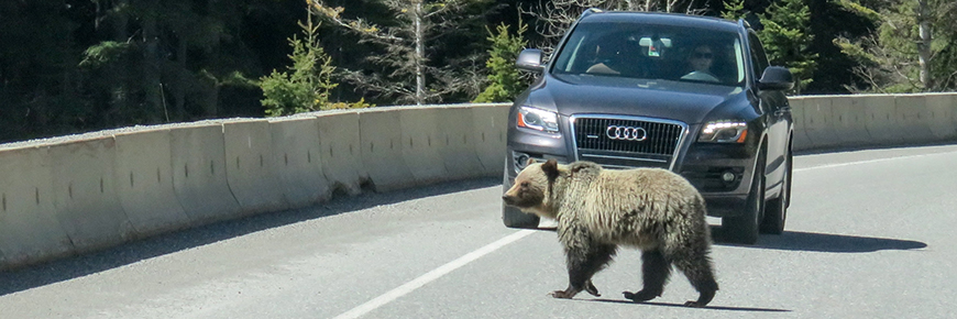 Sub-adult grizzly on Highway 93 South