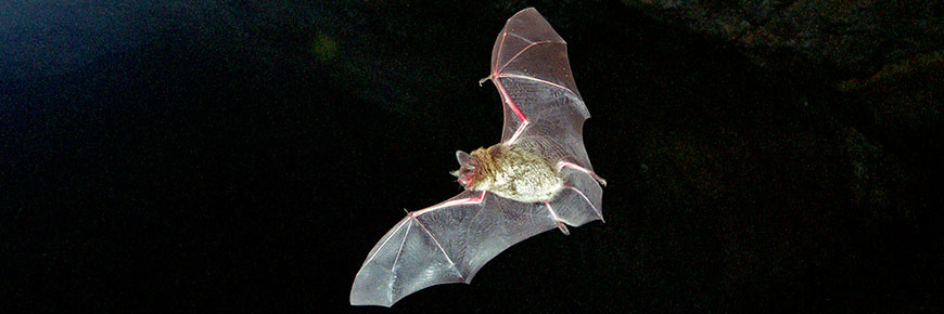 Little Brown Bat in flight inside a cave