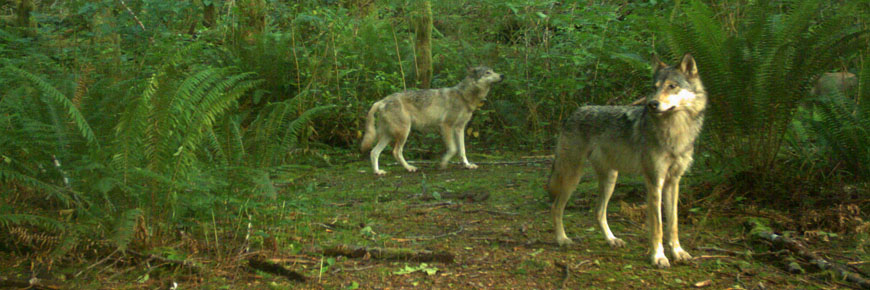 Wildlife camera photo of two wolves
