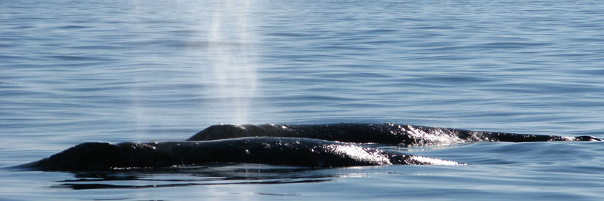 Deux baleines grises émergeant pour respirer