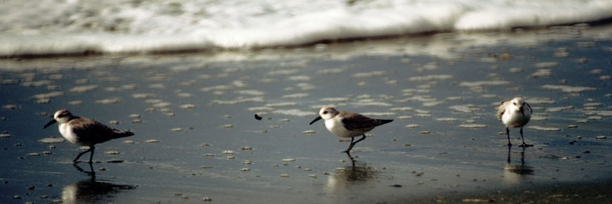 Bécasseaux sanderling se nourrissant dans les vagues