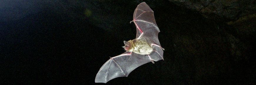 Single Bat flying