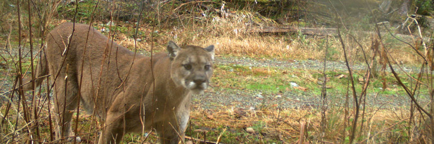 Wildlife camera photo of cougar
