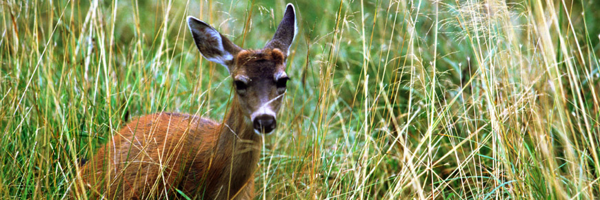 Deer bedding down in grass