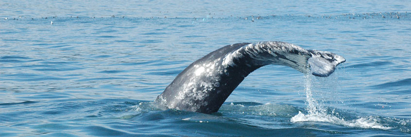 A Grey whale’s tale fluke on the surface of the ocean.