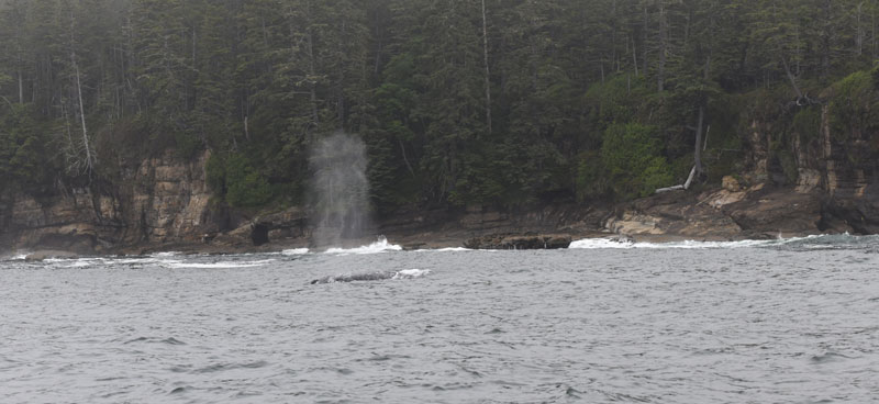 Un jet d’eau d’une baleine grise à la surface de l’océan.