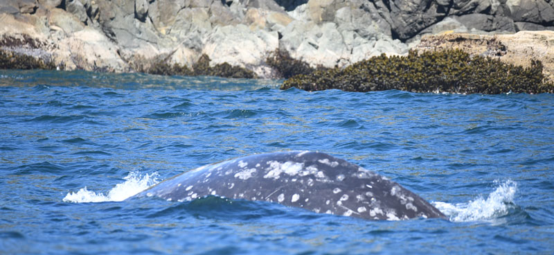 Arched back of a grey whale breaking the surface of the ocean with coast line in the back ground.