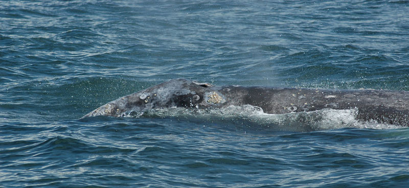 Grey whale breaking the surface of the ocean.