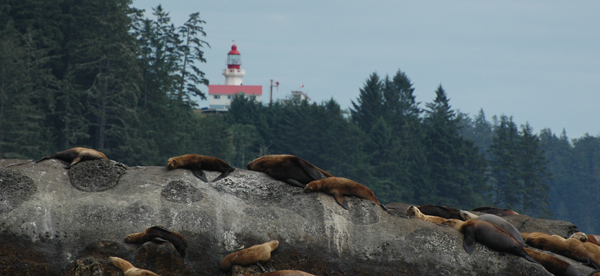 Sea lions on a rocky shoreline with a lighthouse in the background