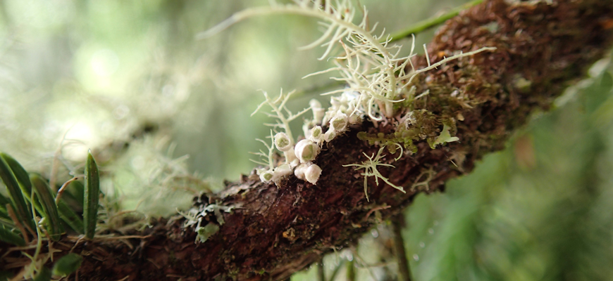 Lichen sur une branche d’arbre