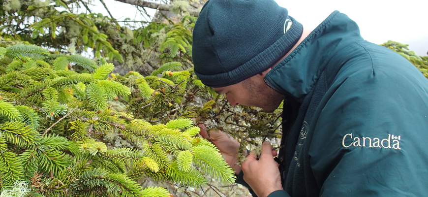 Un employé de Parcs Canada à la recherce de lichen sur une branche d’arbre.