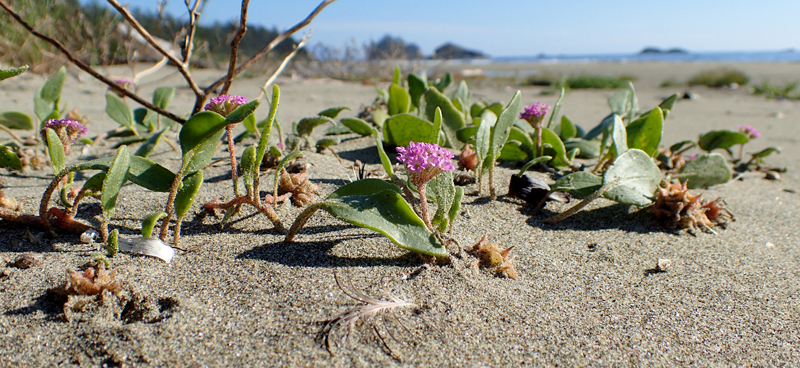 Sur le sable, l’abronie en fleurs devant un paysage côtier