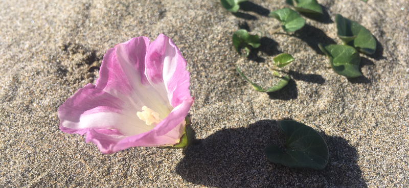 Purple and white Beach Morning Glory flower in the sand.