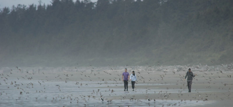 Trois personnes marchent sur une plage, entourées d’oiseaux de rivage.