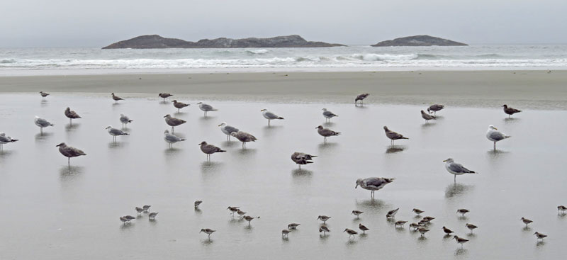 Oiseaux de rivage sur la plage; on voit l’océan et des îles en arrière-plan.