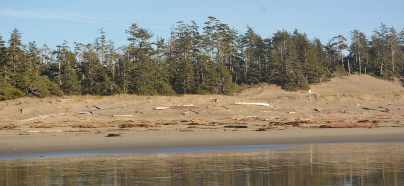 Rivage dans la réserve de parc national Pacific Rim; on voit des dunes et des arbres en arrière-plan.